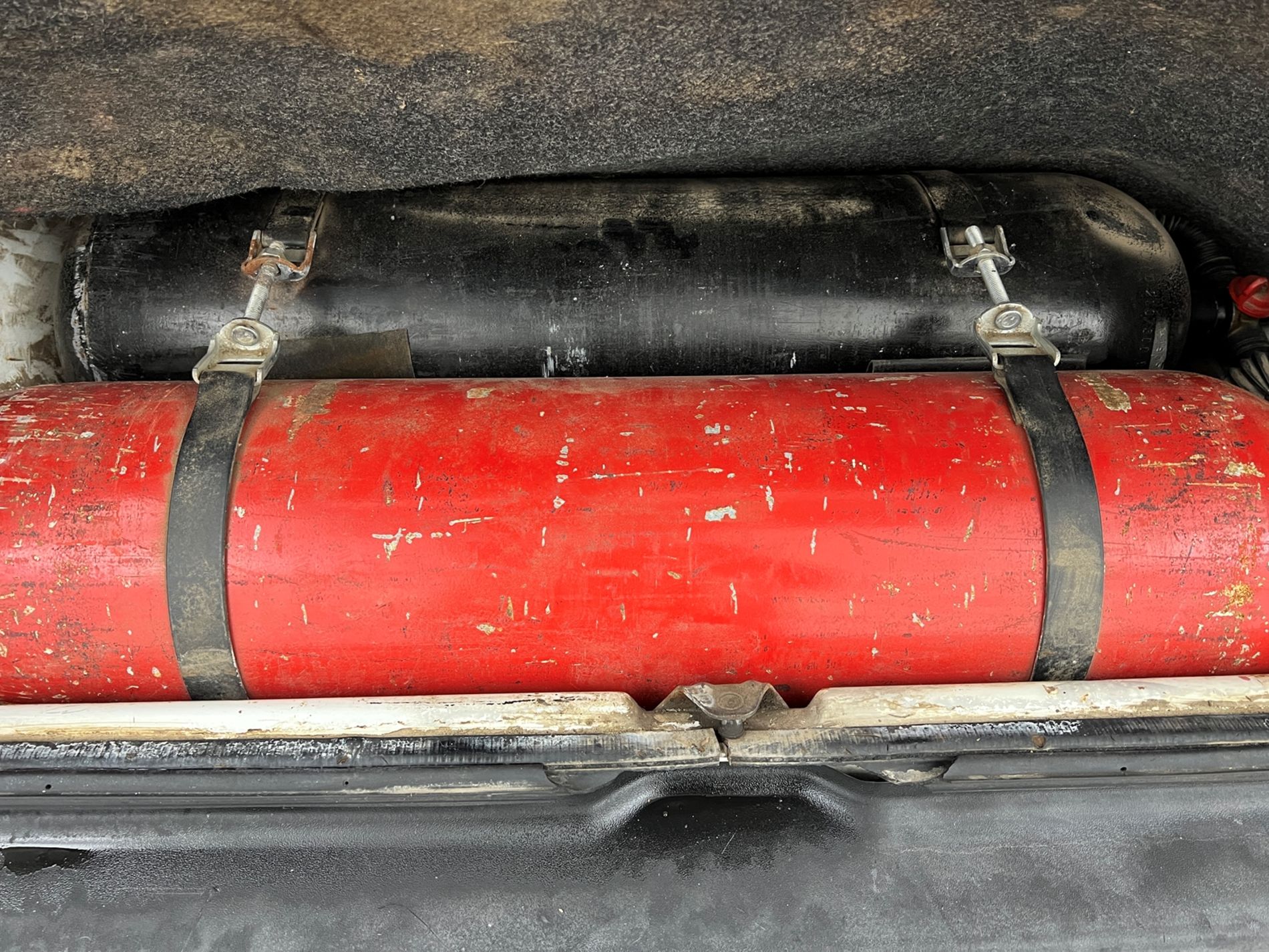 Panda 1.1 Young - Autosani